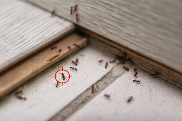 Pest Control for Restaurants in Loyal, WI