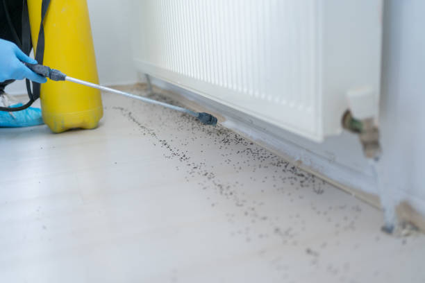 Best Wasp Removal Services  in Loyal, WI